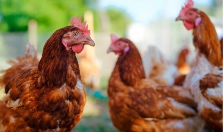 Ağustos ayında tavuk eti üretimi aylık %4,3, yıllık ise %5,6 arttı – Son Dakika Ekonomi Haberleri