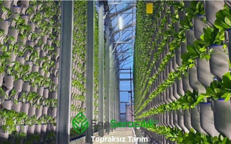 Topraksız Tarım – Sürdürülebilir ve Verimli Tarımın Geleceği