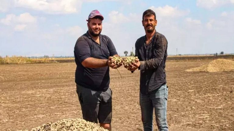 Hasadı devam ederken fiyatı 50 TL’ye düştü: 275 bin dekarda yetişiyor… – Son Dakika Yaşam Haberleri