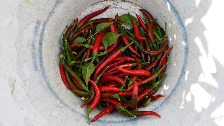 Çukurören biberine kuraklık etkisi: Üretim alanı azaldı